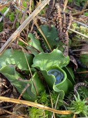 Sarracenia purpurea venosa