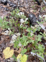 Sericocarpus tortifolius