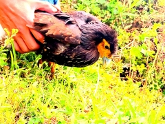 Daptrius carunculatus