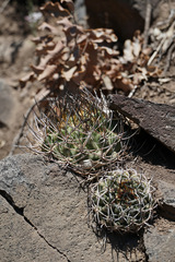Eriosyce curvispina