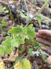 Sericocarpus tortifolius