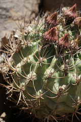 Eriosyce curvispina