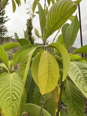 Justiciinae
