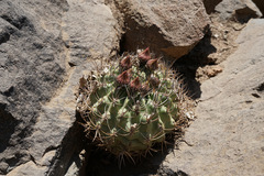 Eriosyce curvispina