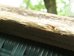 Aphaenogaster picea