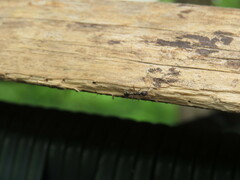 Aphaenogaster picea