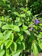 Coleus barbatus image