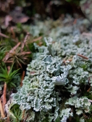 Cladonia digitata