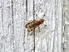 Euthycera chaerophylli