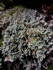 Cladonia digitata