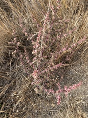 Salsola tragus