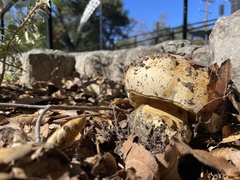 Caloboletus marshii