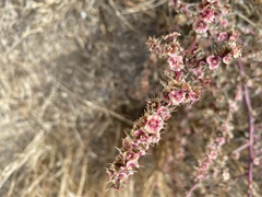 Salsola tragus