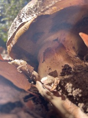Caloboletus marshii