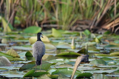 Vanellus crassirostris
