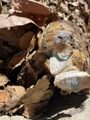 Caloboletus marshii