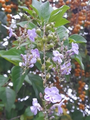 Duranta
