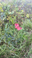 Macroptilium lathyroides