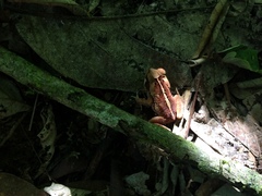 Rhinella crucifer