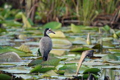 Vanellus crassirostris