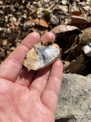 Caloboletus marshii