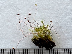 Leptobryum pyriforme
