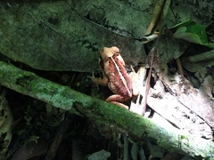 Rhinella crucifer