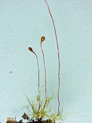 Leptobryum pyriforme