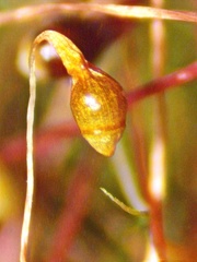 Leptobryum pyriforme