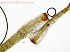 Leptobryum pyriforme