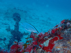 Caranx ruber
