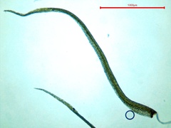 Leptobryum pyriforme