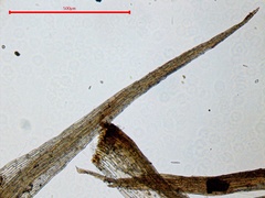 Leptobryum pyriforme