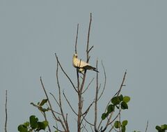 Ducula bicolor