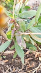 Gaillardia pulchella