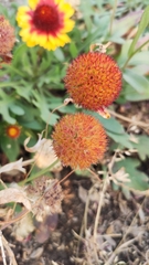 Gaillardia pulchella