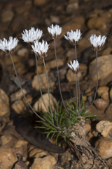 Laxmannia grandiflora