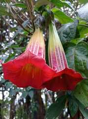 Brugmansia sanguinea