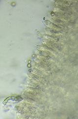 Pluteus chrysophaeus