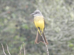 Tyrannus melancholicus