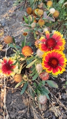 Gaillardia pulchella