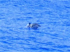Stenella coeruleoalba