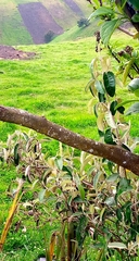 Brachylaena discolor