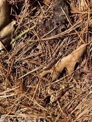 Pseudopolydesmus canadensis