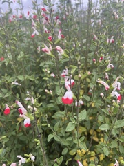 Salvia