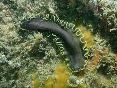 Pseudoceros duplicinctus