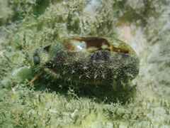 Erronea cylindrica
