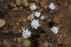 Laxmannia grandiflora