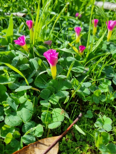 Oxalis purpurea image