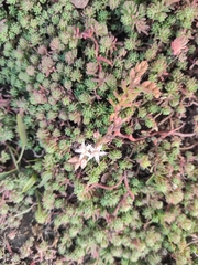 Sedum pallidum